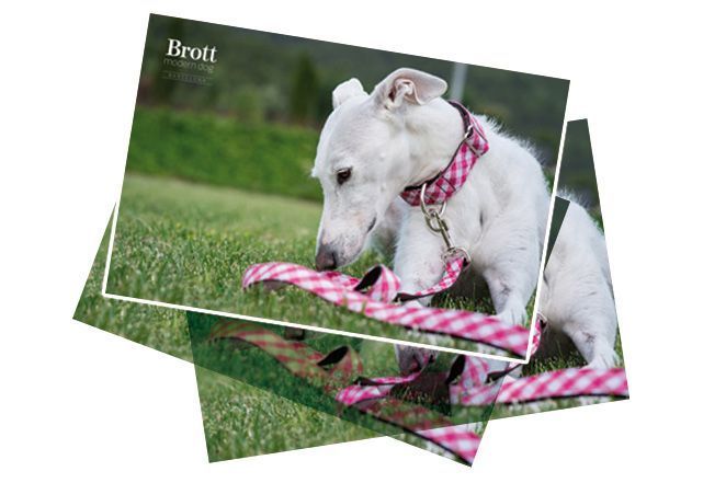 Collares para perros con mucho estilo de Brott Modern Dog