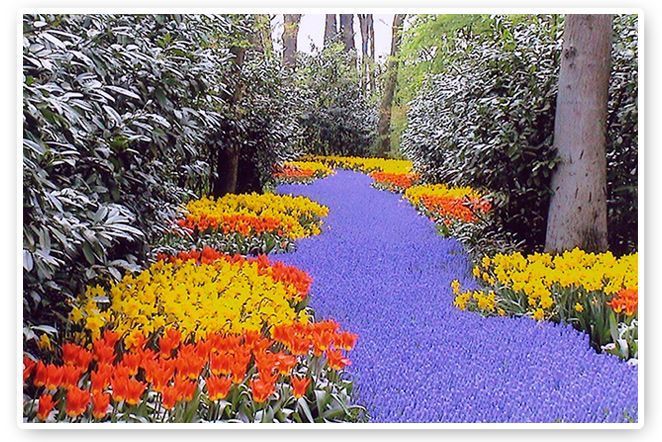 Parque ideal que hay en Holanda que se llama Keukenhof y que en primavera se convierte en el mayor expositor de flores del mundo