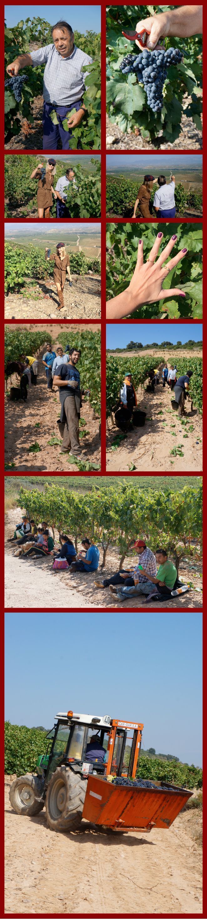 Nada como madrugar para poder disfrutar del campo y descubrir en primera persona en que consisten los trabajos de vendimia. 