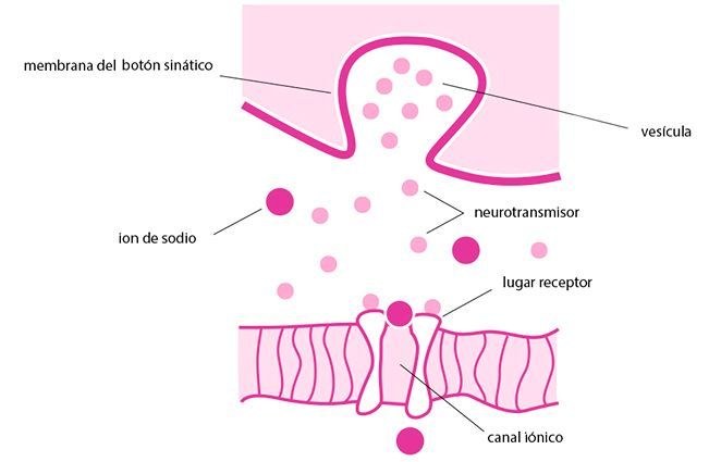 Acupuntura – funcionamiento